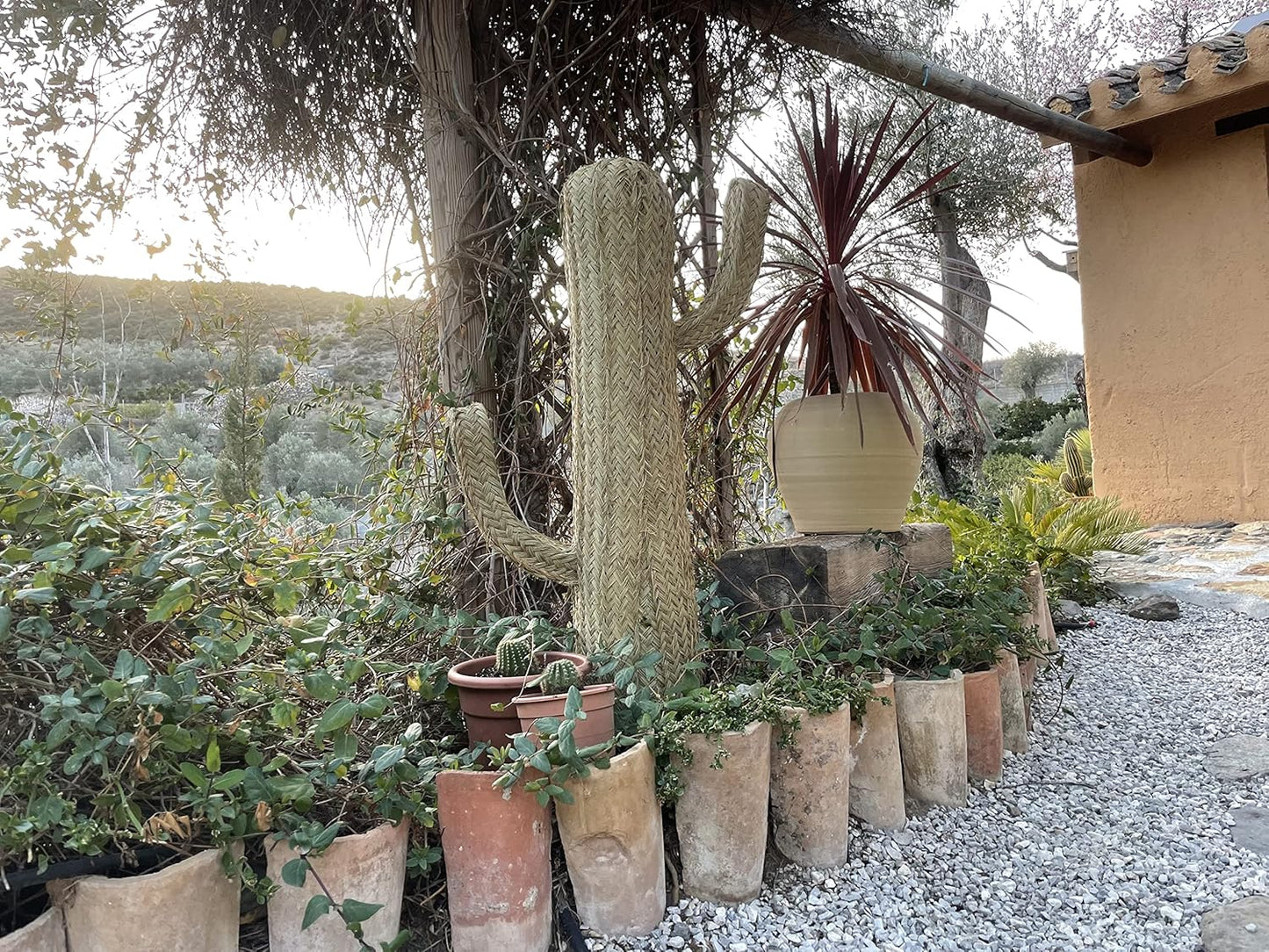 Cactus de Esparto